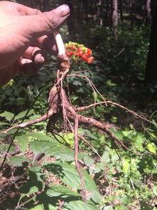 大头参图片大全,探寻海洋中的“海中人参”