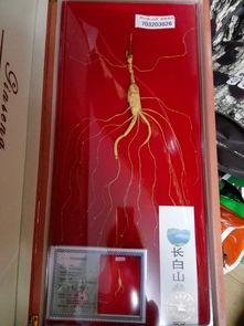 大头参图片大全,探寻海洋中的“海中人参”