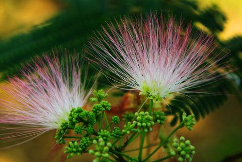 绒花图片,探寻传统与现代交织的美丽画卷