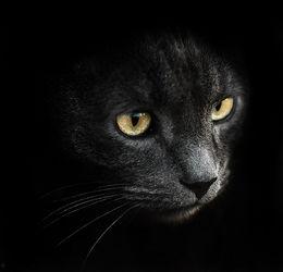 动物头像图片大全,百态生灵，萌态可掬