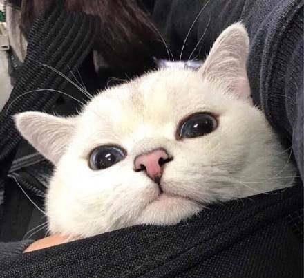 动物头像图片大全,百态生灵，萌态可掬